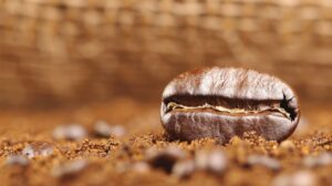 Arabica és robusta kávészemek egymás mellett – a különbségek