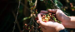 Kávébab és aszályos föld – a kávé jövője a klímaváltozás korában